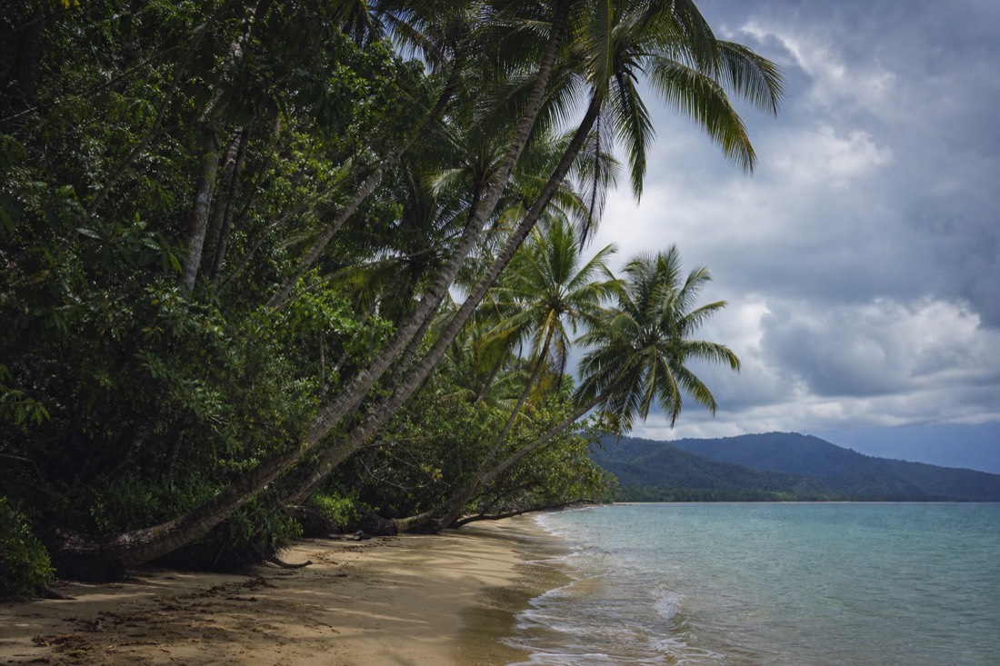 Cape Tribulation beach where rainforest-covered headlands run down to the Coral Sea
