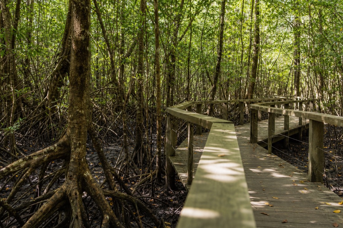 The Daintree Rainforest in Far North Queensland