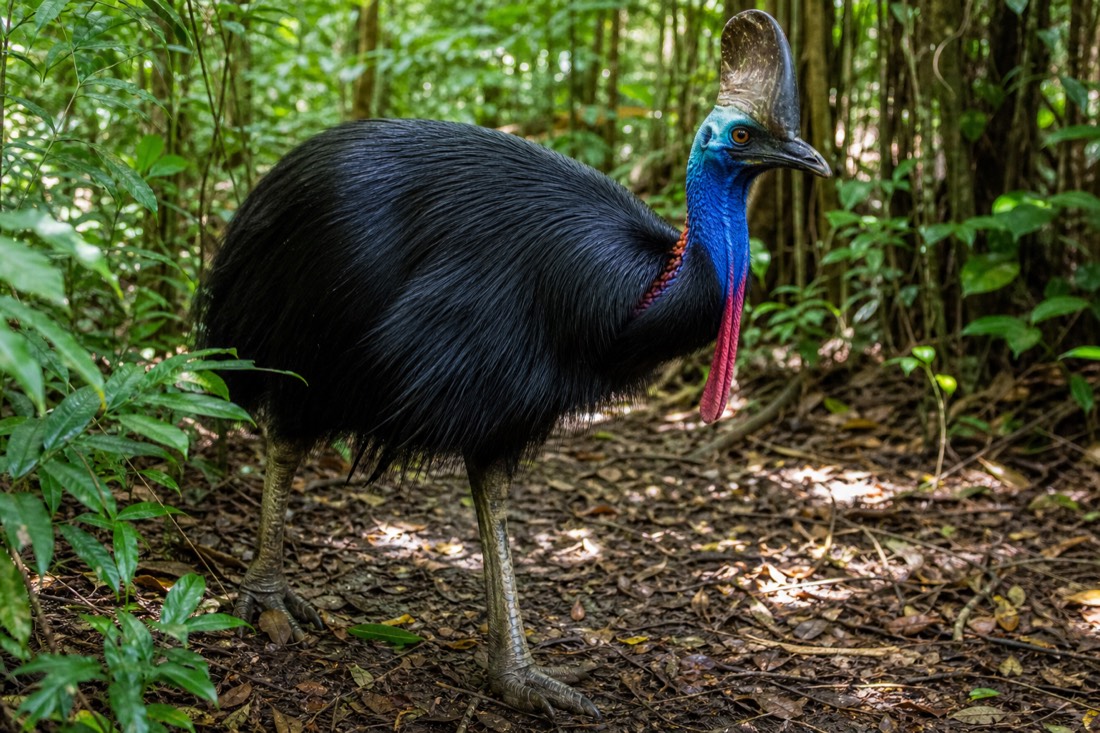 A southern cassowary standing in dense Daintree rainforest undergrowth