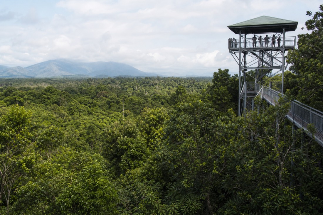 The Daintree Rainforest in Far North Queensland
