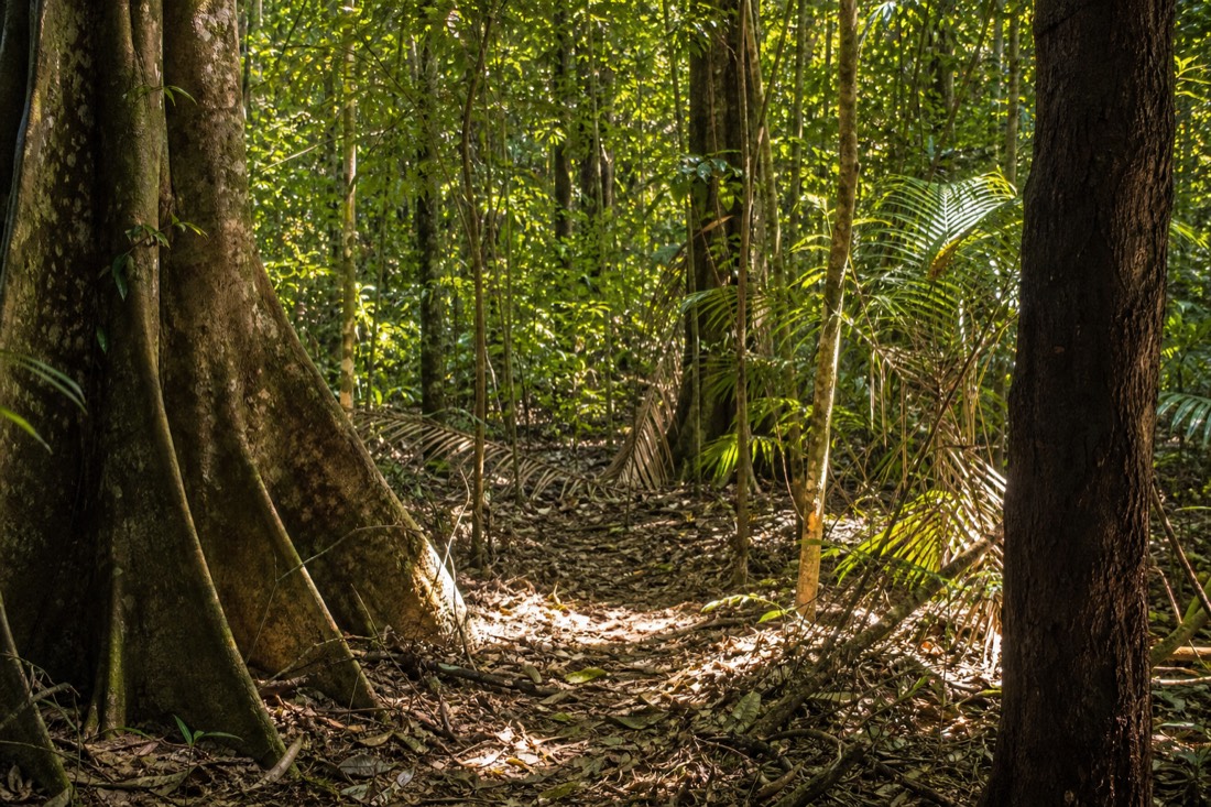 The Daintree Rainforest in Far North Queensland