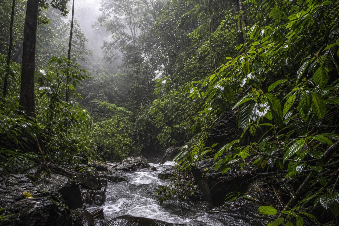 The Daintree in the green season, lush after tropical rain