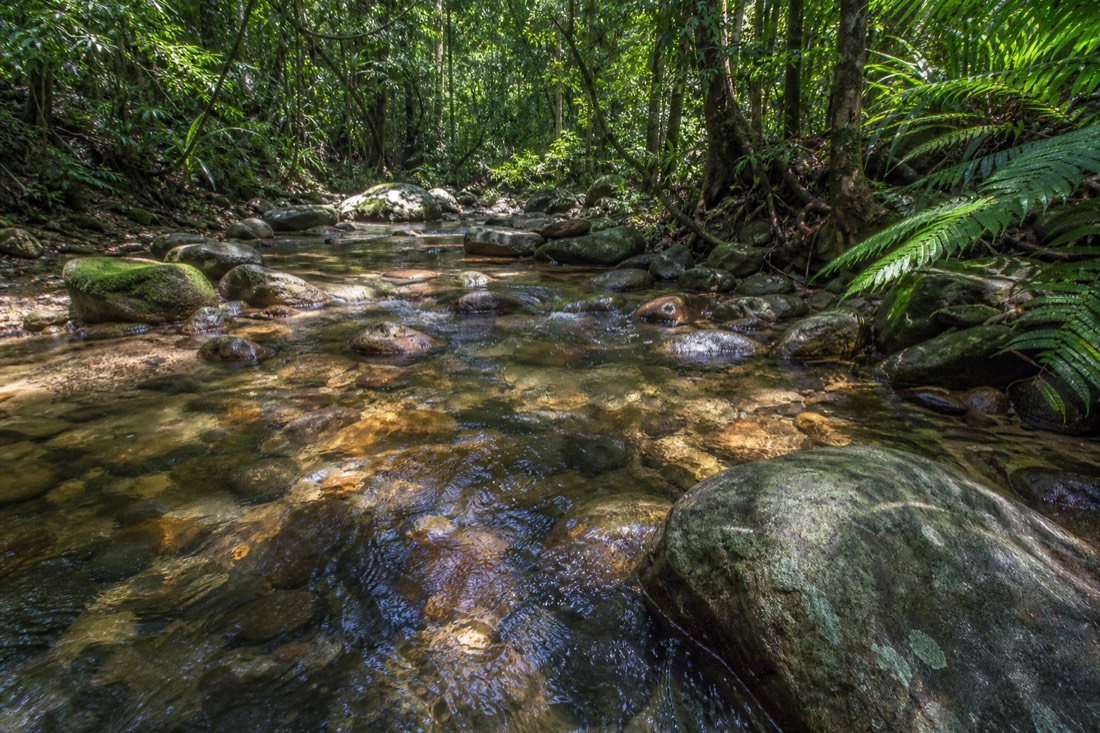 The Daintree Rainforest in Far North Queensland