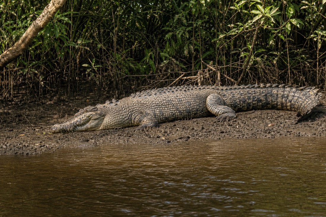 An estuarine crocodile on the bank of the Daintree River