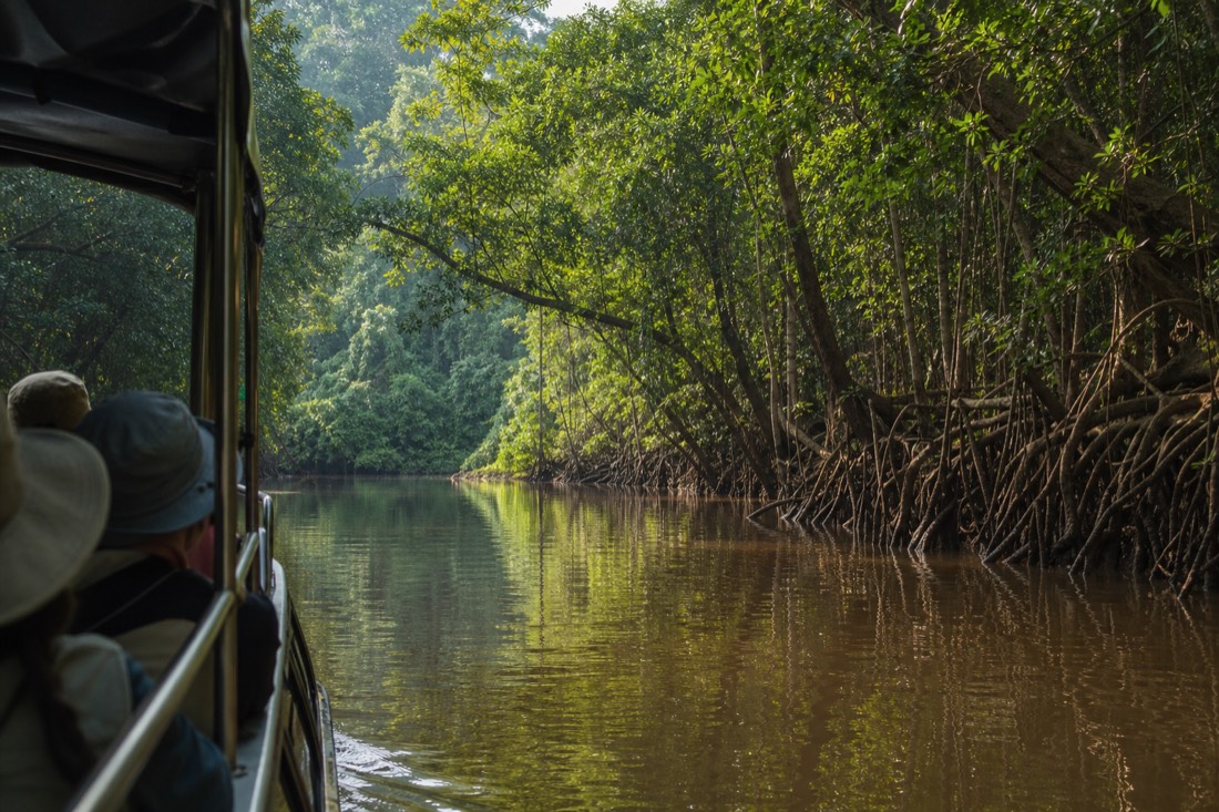 A small wildlife cruise boat drifting past the mangrove banks of the Daintree River