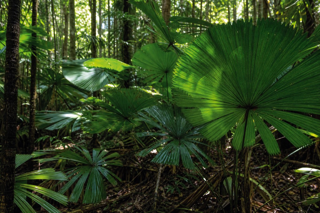 The Daintree Rainforest in Far North Queensland