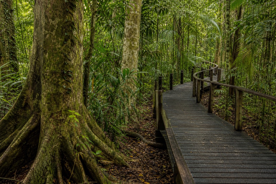 Elevated timber boardwalk winding through dense lowland rainforest in the Daintree