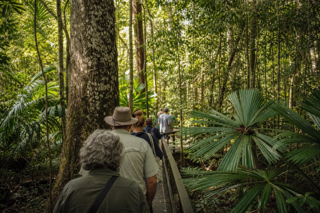 A guided walk on an elevated rainforest boardwalk