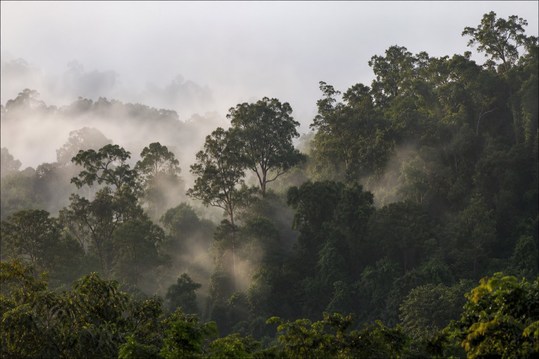 The Daintree Rainforest in Far North Queensland