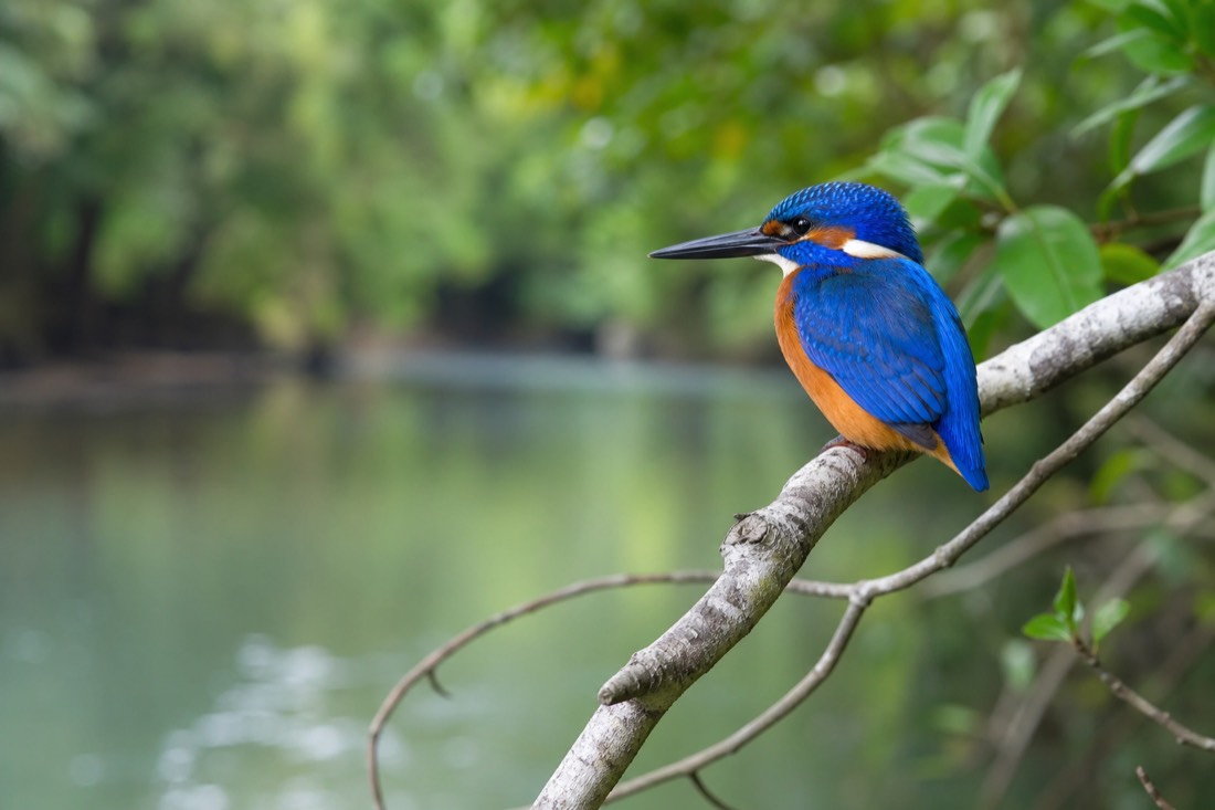 The Daintree Rainforest in Far North Queensland