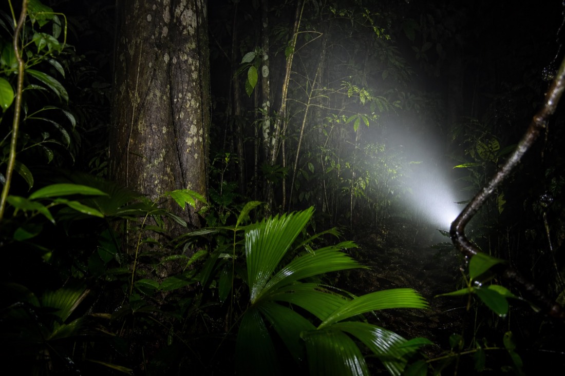 The Daintree Rainforest in Far North Queensland