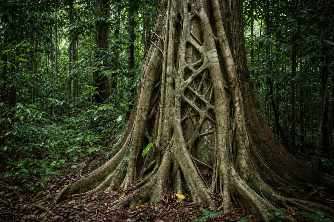 A grove of licuala fan palms on the Daintree floor