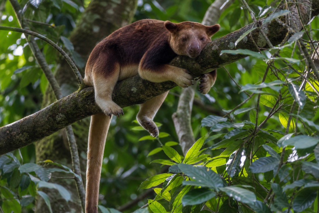 The Daintree Rainforest in Far North Queensland