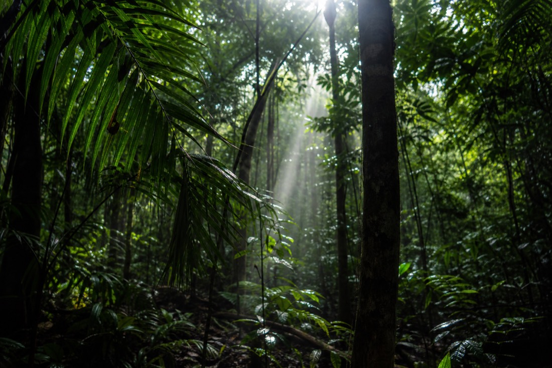 The Daintree Rainforest in Far North Queensland