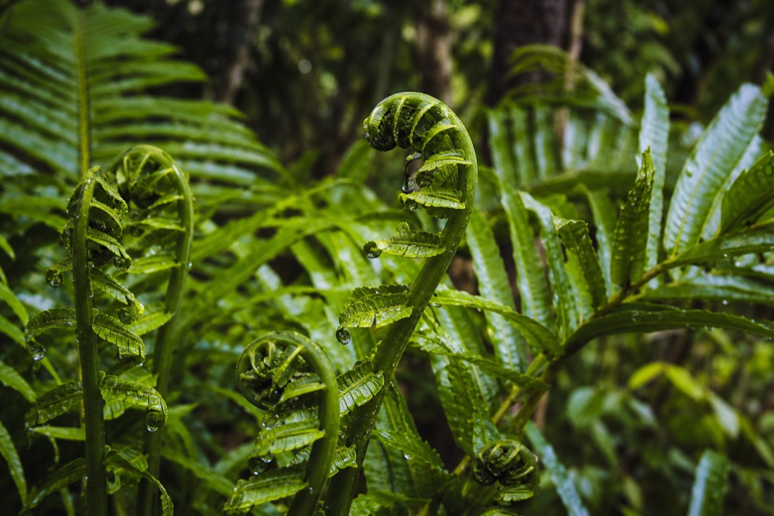 The Daintree Rainforest in Far North Queensland