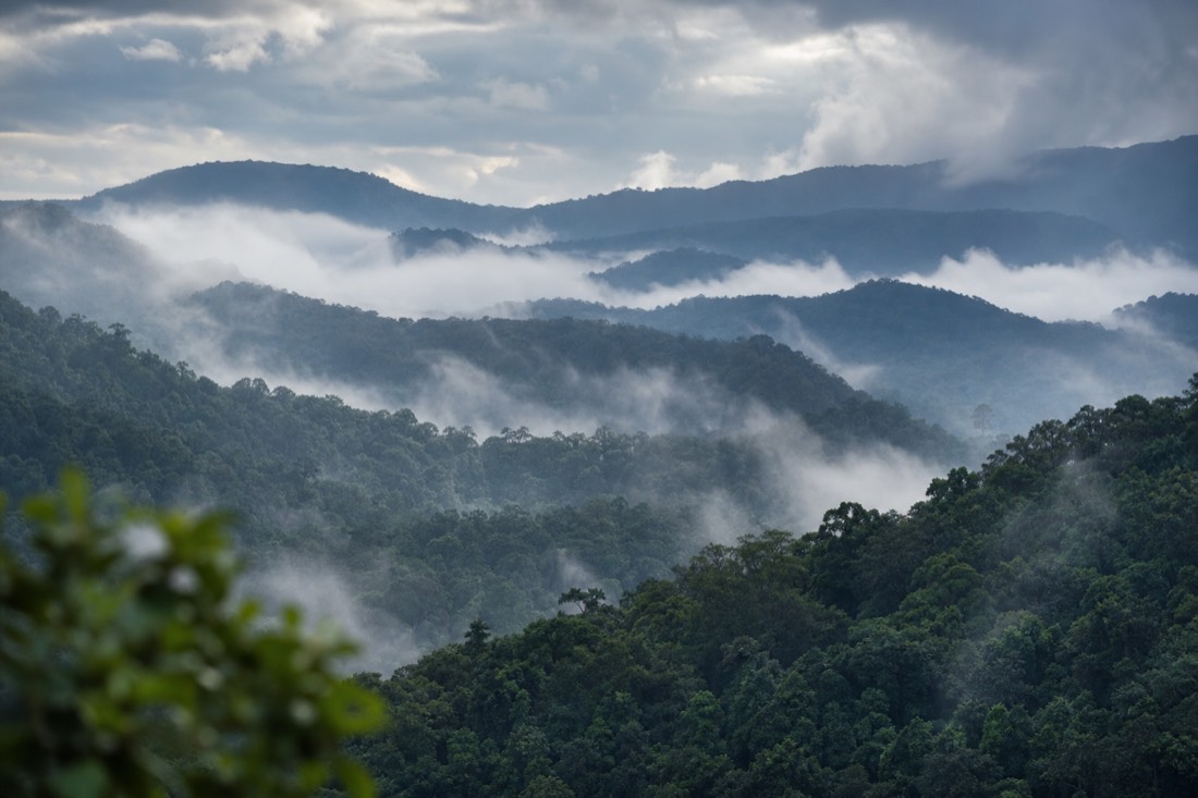 The Daintree Rainforest in Far North Queensland