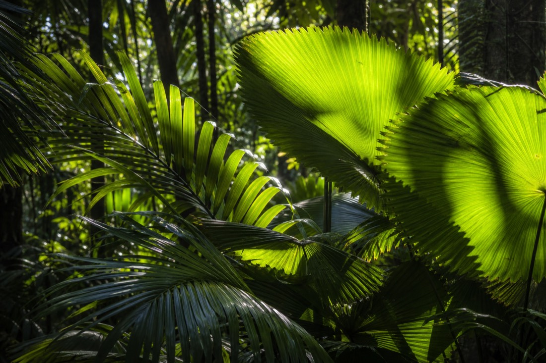 The Daintree Rainforest in Far North Queensland