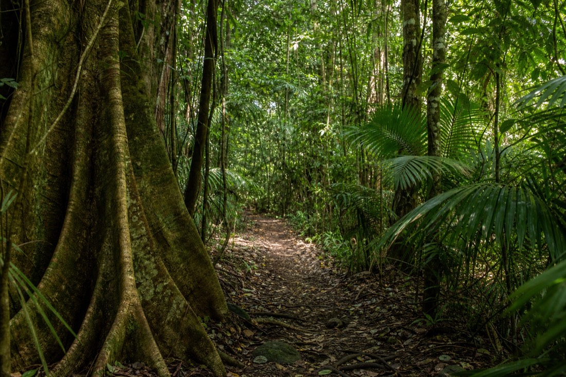 The Daintree Rainforest in Far North Queensland