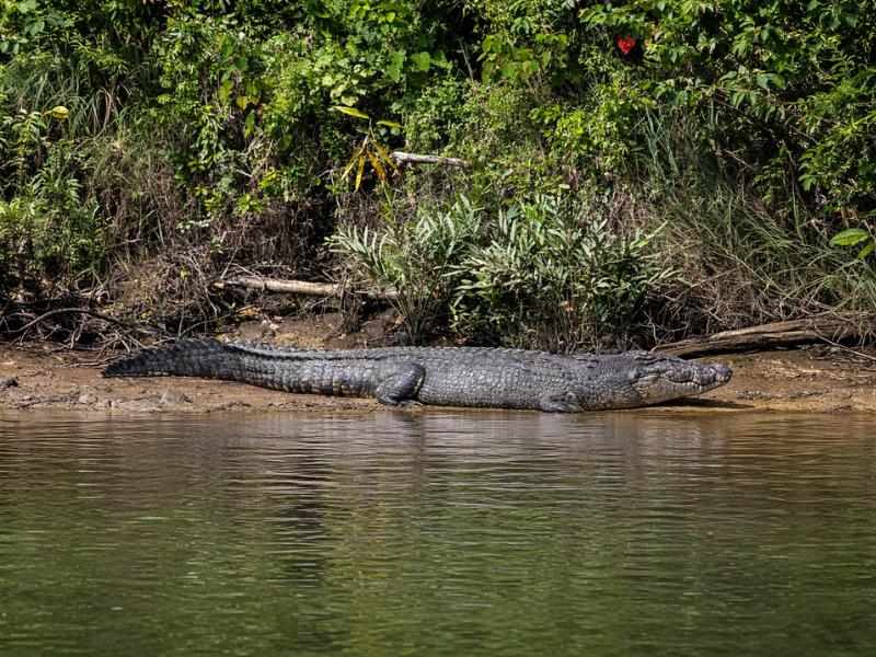 Daintree Rainforest & Cape Tribulation Full-Day Adventure Tour