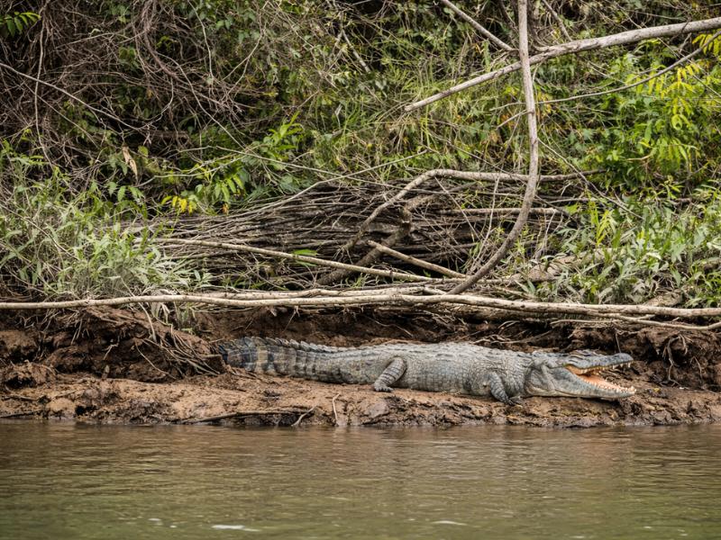 Guided Daintree River Wildlife Cruise